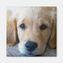Search for puppy magnets Young animal