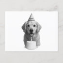Search for golden retriever postcards Dog birthday