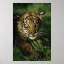 Search for sumatran posters Photography