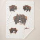 Search for phalene Dog