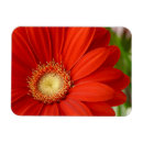 Search for gerberas magnets Red