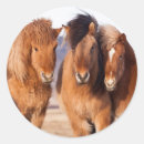 Search for icelandic horses stickers Superstock