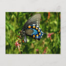 Search for invertebrates postcards Insect