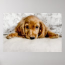 Search for cute cocker spaniel posters Domestic animals