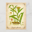 Search for ginger postcards Flowers