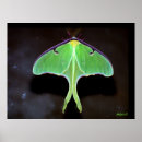 Search for luna moth art Wildlife