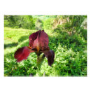 Search for ruby red art Flower