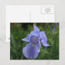 Search for blue iris postcards Yellow