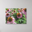 Search for cone canvas prints Echinacea