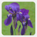 Search for iris flowers stickers Purple