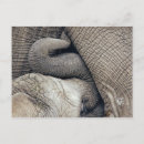 Search for lactation postcards Nursing