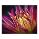 Search for macro flower Blossom