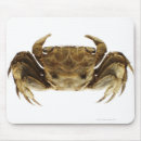 Search for front view electronics Animal