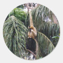 Search for primate stickers Monkey