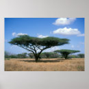 Search for acacia posters Arid