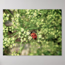 Search for ladybirds art Ladybug
