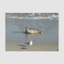 Search for seagull tissue paper Wildlife