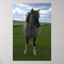 Search for dartmoor posters Horse