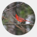 Search for northern cardinal stickers Nature