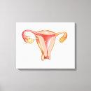 Search for female anatomy canvas prints Gonad