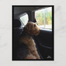 Search for airedales postcards Pets