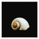 Search for snails art Shell
