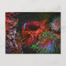 Search for undersea postcards Fish