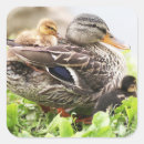 Search for duck photo stickers Duckling