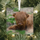 Search for highland cattle christmas tree decorations Livestock