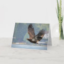 Search for bald eagles cards Wildlife