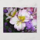 Search for peruvian postcards Floral