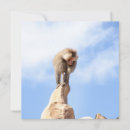 Search for baboon cards Wildlife
