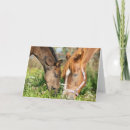 Search for colt postcards Pasture