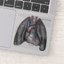 Search for heart anatomy stickers Medicine
