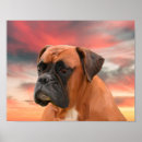Search for boxer art Colourful