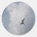Search for terne Bird