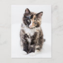 Search for adorable vertical postcards Fluffy