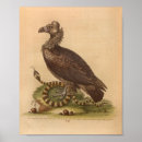 Search for vintage natural history posters Illustration