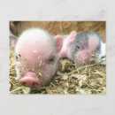 Search for piglets postcards Baby