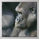 Search for silverbacks art Animal