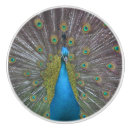 Search for peacock knobs and pulls Feathers