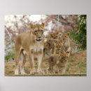 Search for african lion posters Lions