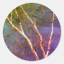 Search for birch tree stickers White