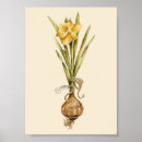 Search for bulbs daffodils posters Plant
