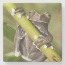 Search for tree frog barware Nature
