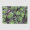 Search for succulent photography Nature