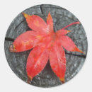 Search for red fall leaf Grey