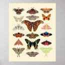 Search for moth posters Insect