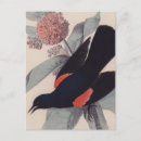 Search for john audubon postcards Bird
