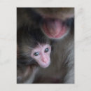 Search for cute baby monkey postcards Young animal